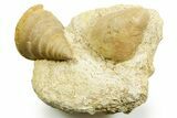 Jurassic Sea Snail (Pyrgotrochus) and Brachiopod Fossil - France #367867-1